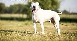 Nero piekny amstaff szuka domu, Amstaff cała Pols