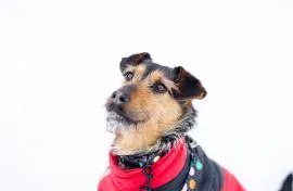 Roxi - młoda, niekonfliktowa, niewielka suczka  Roxi poleca się do adopcji! Roxi to około roczna, śr