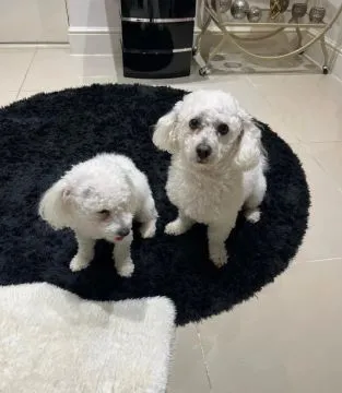BICHON FRISE, Szczeniak na sprzedaż Kontakt przez Whatsapp... +48736614543, , Chilmony