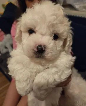 BICHON FRISE, Szczeniak na sprzedaż Kontakt przez Whatsapp... +48736614543