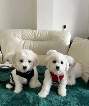 BICHON FRISE, Szczeniak na sprzedaż Kontakt przez Whatsapp... +48736614543, , Chilmony