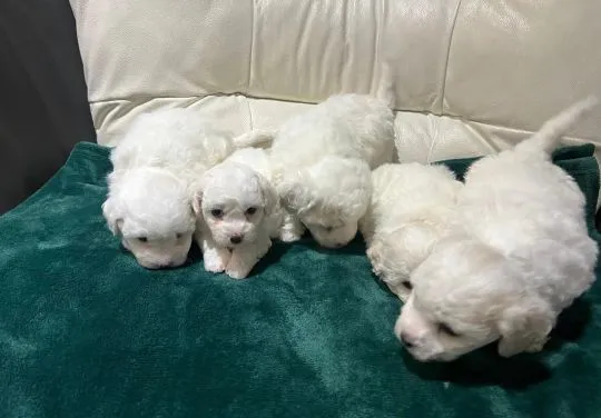 BICHON FRISE, Szczeniak na sprzedaż Kontakt przez Whatsapp... +48736614543, , Chilmony