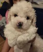 BICHON FRISE, Szczeniak na sprzedaż Kontakt przez Whatsapp... +48736614543