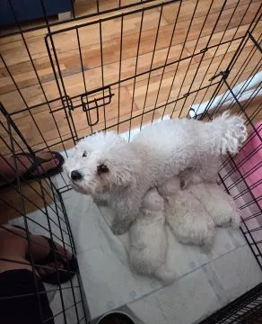 BICHON FRISE, Szczeniak na sprzedaż Kontakt przez Whatsapp... +48736614543, , Chilmony