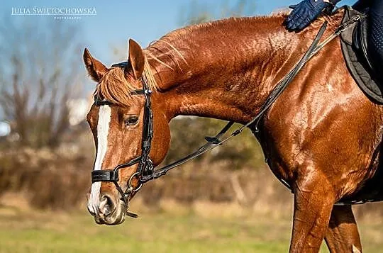Źrebna klacz hodowlano/rekreacyjna, Małopolskie, Tarnów