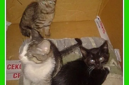 3 mies.kocięta przestraszone schroniskiem,różne um