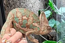 Kameleon lamparci samiec