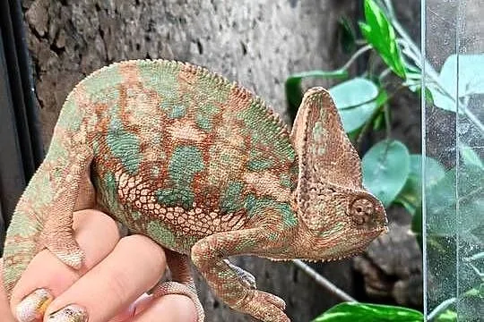 Kameleon lamparci samiec
