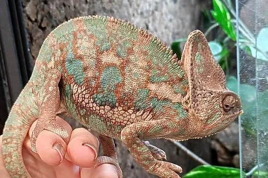 Kameleon lamparci samiec, Dolnośląskie, Oława