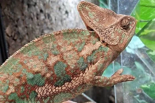 Kameleon lamparci samiec, Dolnośląskie, Oława