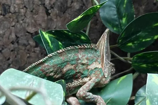 Kameleon lamparci samiec, Dolnośląskie, Oława