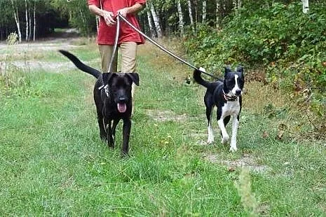 Młody, wesoły, kontaktowy pies... Adoptujesz?,  Ku