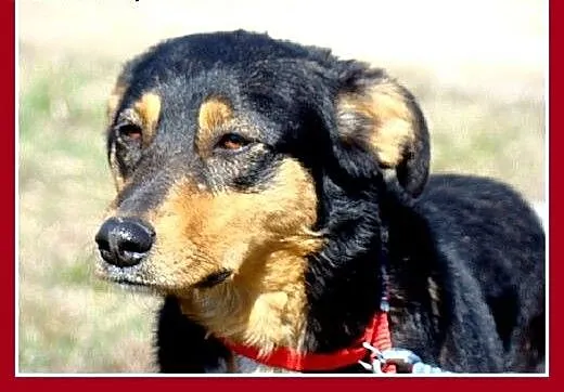 Roczna,14kg,kotolubna,łagodna,wesoła suczka ANIA.A