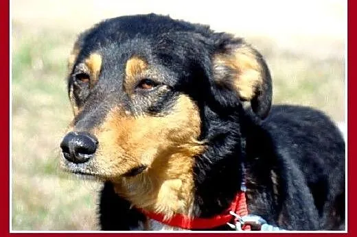 Roczna,14kg,kotolubna,łagodna,wesoła suczka ANIA.A