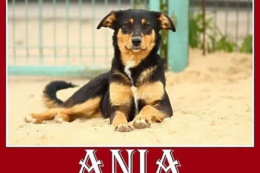Roczna,14kg,kotolubna,łagodna,wesoła suczka ANIA.A