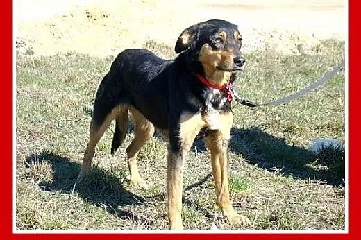 Roczna,14kg,kotolubna,łagodna,wesoła suczka ANIA.A
