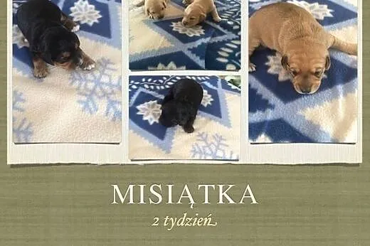 Misiątka szukają właścicieli :), dolnośląskie Wrocław