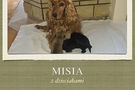 Misiątka szukają właścicieli :),  dolnośląskie Wro