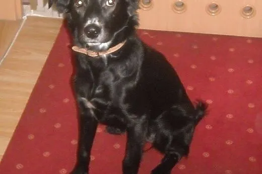 SONIA- ok. roczna sunia szuka domu,  mazowieckie Warszawa