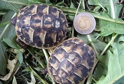 Zolw grecki, śląskie Jaworzno