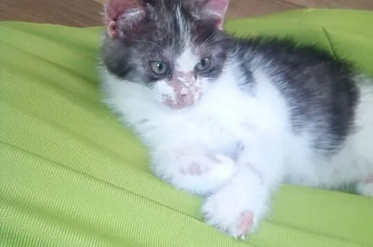 Malutki kocurek Kajtuś szuka domu