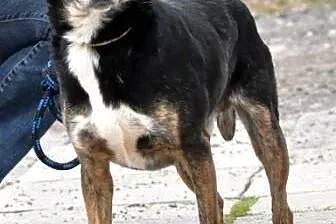 SONGIŚ - bardzo miły, grzeczny i kochany filigrano