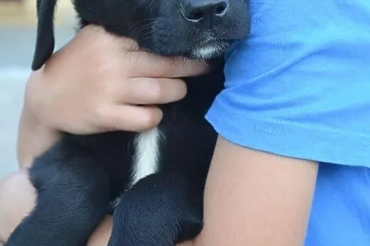 Szczeniaki w typie labradora,  małopolskie Kraków