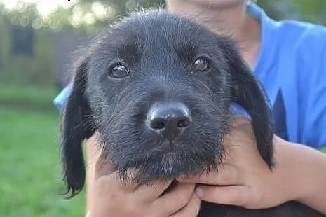 Szczeniaki w typie labradora,  małopolskie Kraków