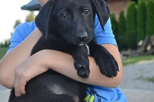 Szczeniaki w typie labradora,  małopolskie Kraków