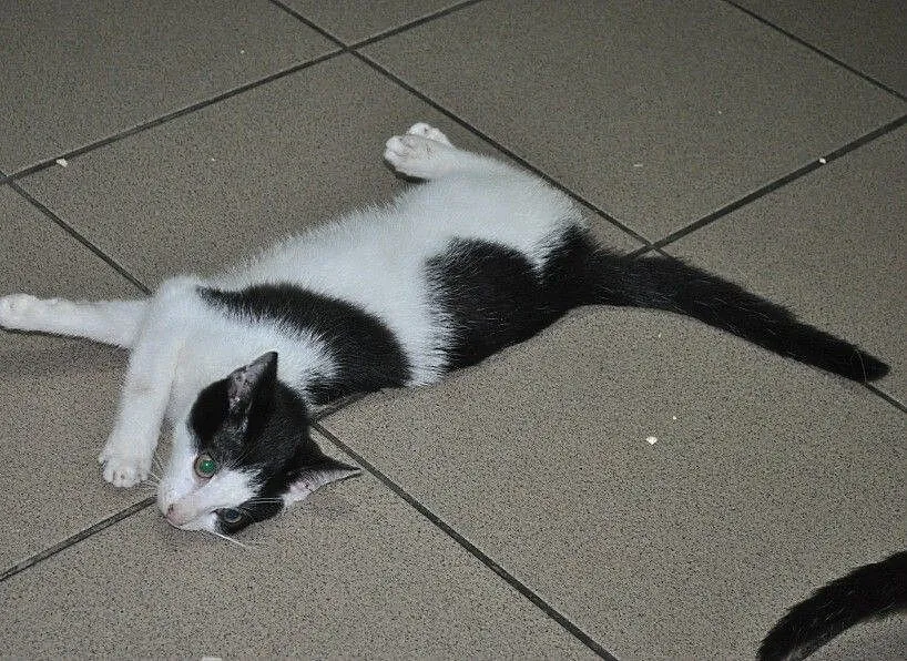 Kto pokocha pięknego kocurka DŻAREDA?