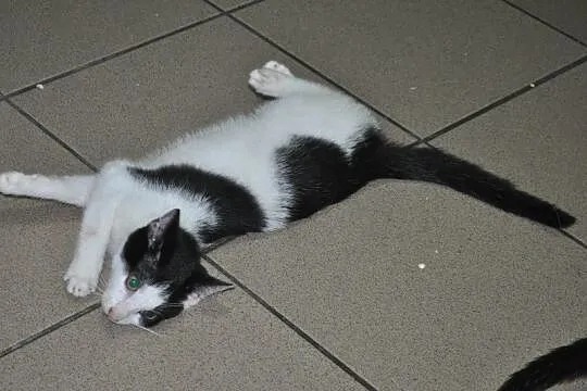Kto pokocha pięknego kocurka DŻAREDA?