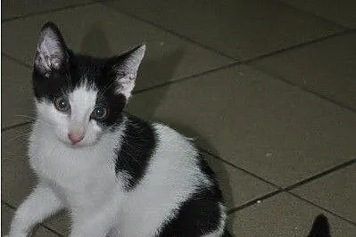 Kto pokocha pięknego kocurka DŻAREDA?