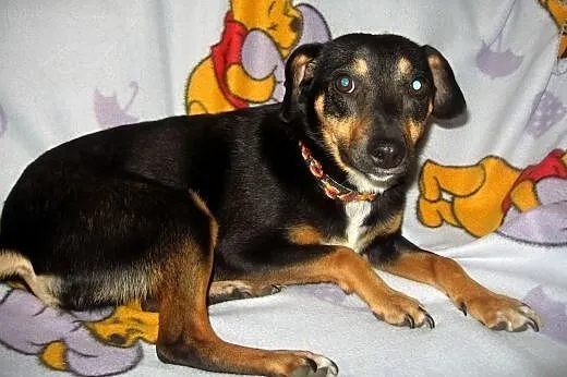 EWI-psi anioł,pies bez wad,wysterylizowana,adopcja
