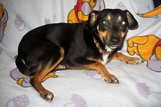 EWI-psi anioł,pies bez wad,wysterylizowana,adopcja
