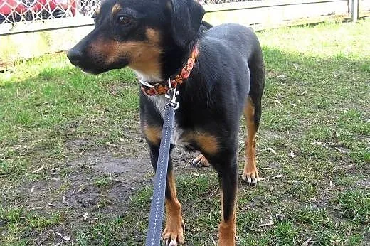 EWI-psi anioł,pies bez wad,wysterylizowana,adopcja