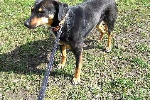 EWI-psi anioł,pies bez wad,wysterylizowana,adopcja