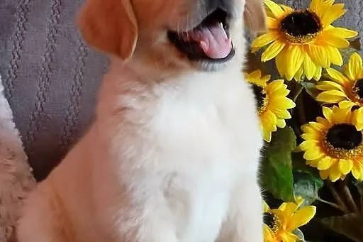 Golden Retriever piesek