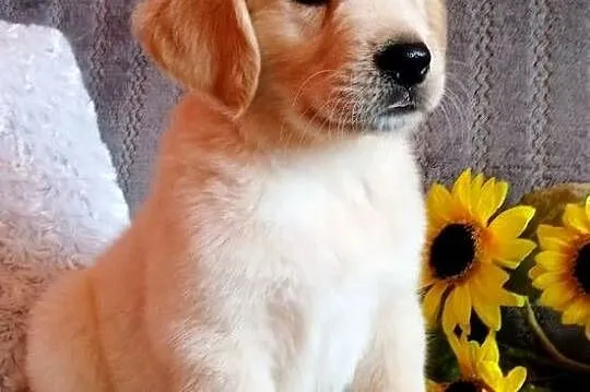 Golden Retriever piesek, Kujawsko-pomorskie, Grudziądz