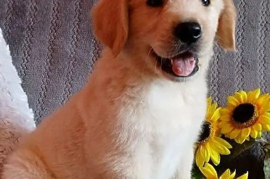 Golden Retriever piesek, Kujawsko-pomorskie, Grudziądz