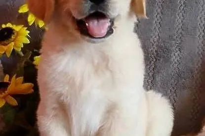 Golden Retriever piesek, Kujawsko-pomorskie, Grudziądz