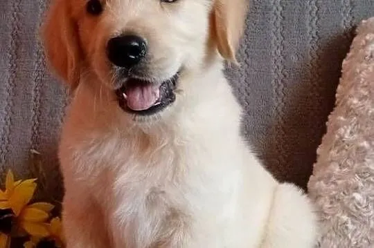 Golden Retriever piesek, Kujawsko-pomorskie, Grudziądz