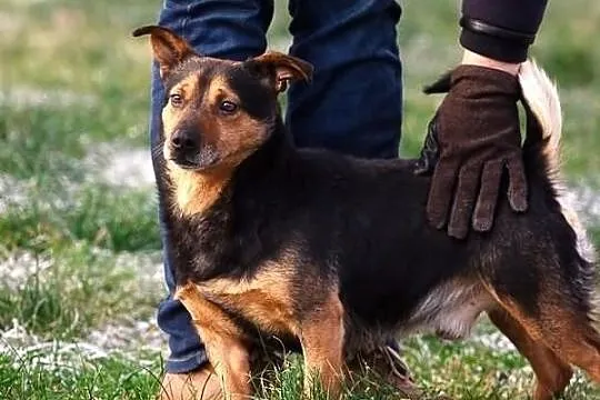 Hugo na krótkich łapkach :)