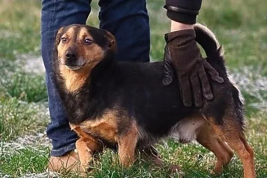 Hugo na krótkich łapkach :)