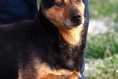 Hugo na krótkich łapkach :)