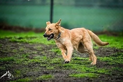 Pokochaj Lori a zyskasz najlepszego przyjaciela , 