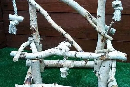 Ekologiczny plac zabaw dla małych papug z naturalnej brzozy, Śląskie, Ruda Śląska