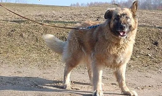 Abra, wspaniała i wielka sunia, mazowieckie Ciech