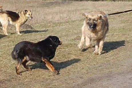 Abra, wspaniała i wielka sunia,  mazowieckie Ciech