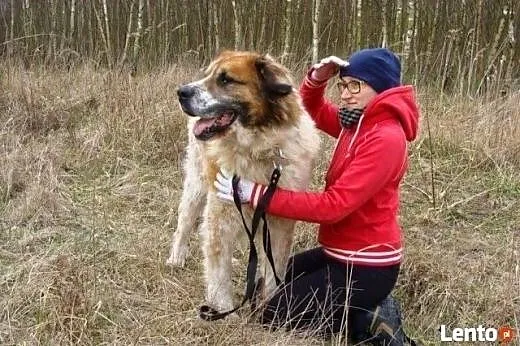 Bernardyn Benio chętnie zamieszka w ciepłym mieszk