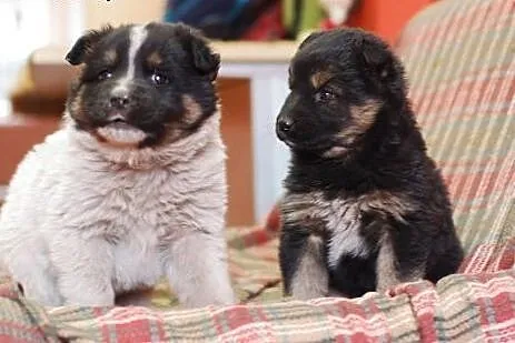 Szczeniaki docelowo duże do adopcji FILMIK,  Kunde
